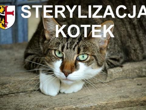 Sterylizacja kotek