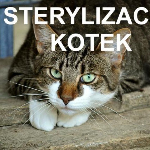 Sterylizacja kotek