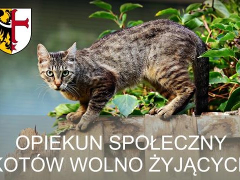 Zostań społecznym opiekunem kotów wolno żyjących