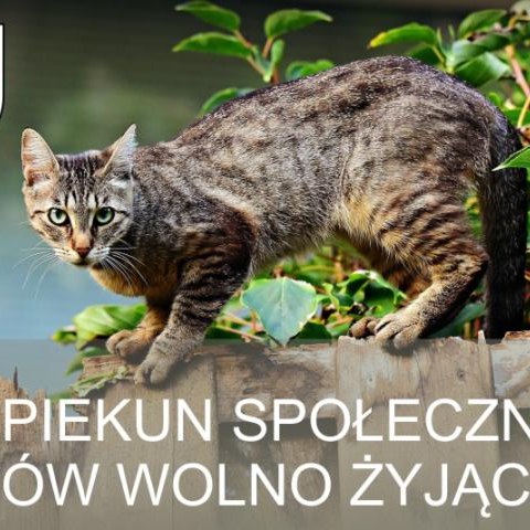 Zostań społecznym opiekunem kotów wolno żyjących