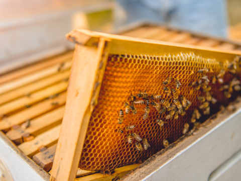 Ruszył nabór wniosków dla pszczelarzy