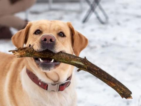 Dbajmy o naszych pupili