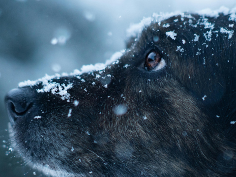 Nie zapominajmy o zwierzętach