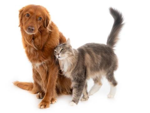 Program opieki nad zwierzętami bezdomnymi w Gminie Czernica na 2026 rok