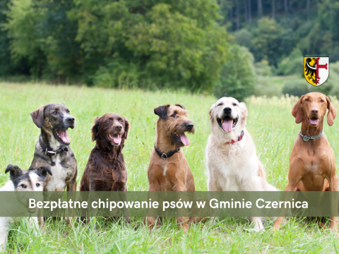 Bezpłatne chipowanie psów w Gminie Czernica