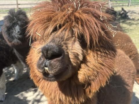Po sąsiedzku - lokalne marki Gminy Czernica -   Ranczo pod kopytkiem