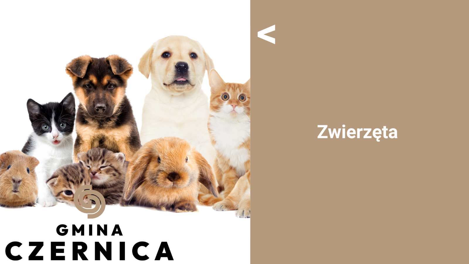 Zwierzęta
